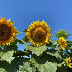 Trade post for @lilnish544